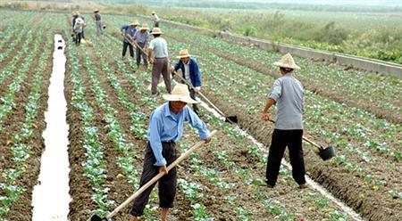 增施有機(jī)肥　提高棚菜御寒力
